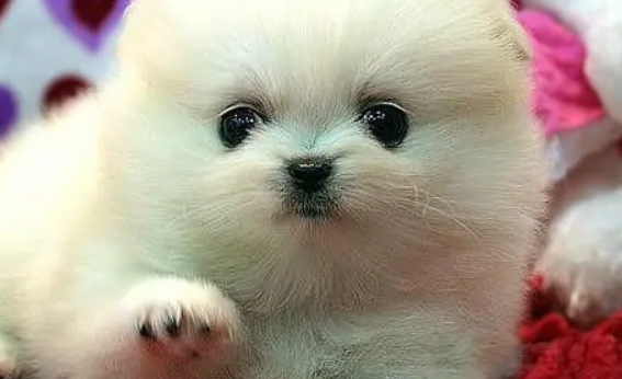 幼犬怎么看性格？这几招很实用