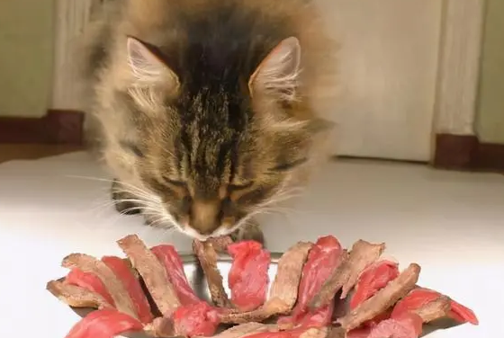 猫可以吃三文鱼刺身吗?主人来看看吧 猫可以吃三文鱼刺身吗?主人来看看吧