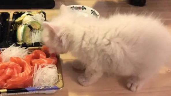猫可以吃三文鱼刺身吗?主人来看看吧 猫可以吃三文鱼刺身吗?主人来看看吧