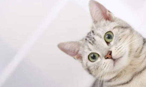 猫咪要生了一直叫怎么办？这篇文章帮你分析到位