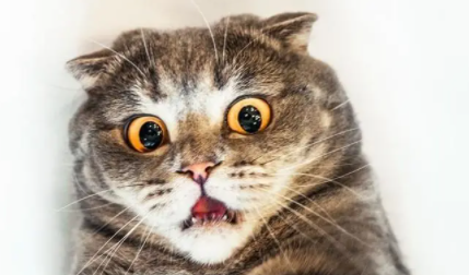 猫咪要生了一直叫怎么办？这篇文章帮你分析到位