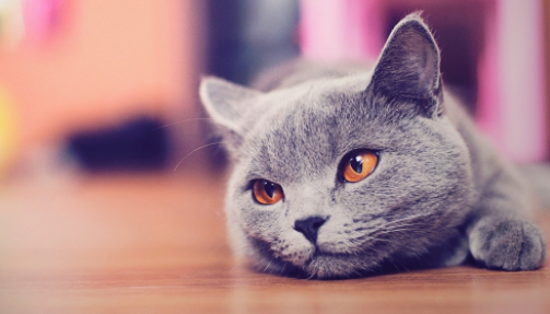 养宠科普:猫要打狂犬疫苗吗? 养宠科普:猫要打狂犬疫苗吗?