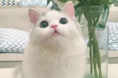 你们说，猫咪吃完驱虫药多久有反应？