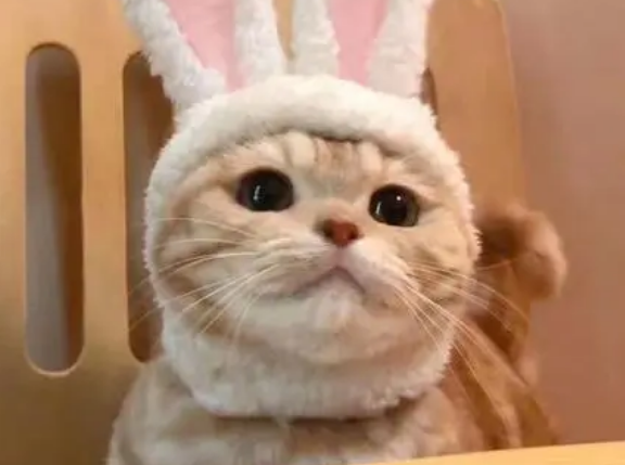 你们说，猫咪吃完驱虫药多久有反应？