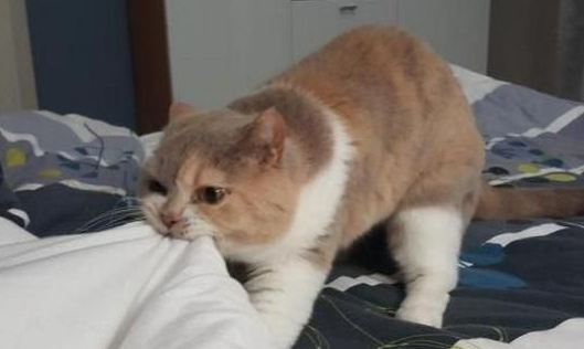 猫咪咬被子是怎么回事?一起来看看吧 猫咪咬被子是怎么回事?一起来看看吧
