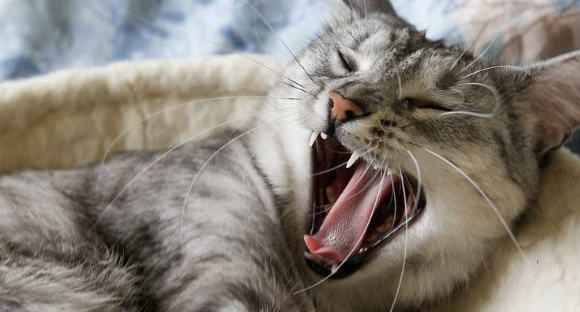 猫为什么张着嘴喘气？可能是生病了