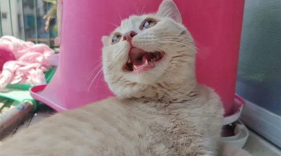 猫为什么张着嘴喘气？可能是生病了