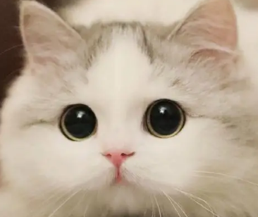 养猫须知，猫咪吃猫罐头吐了是怎么回事？