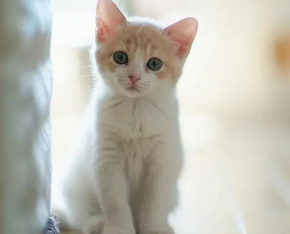猫咪吐黄色泡沫是什么原因？你了解过吗？