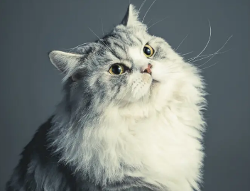 猫咪吐黄色泡沫是什么原因？你了解过吗？