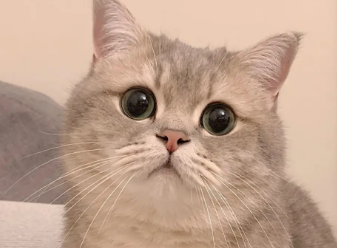 猫咪咬人手是什么意思?猫友可以瞧瞧~ 猫咪咬人手是什么意思?猫友可以瞧瞧~