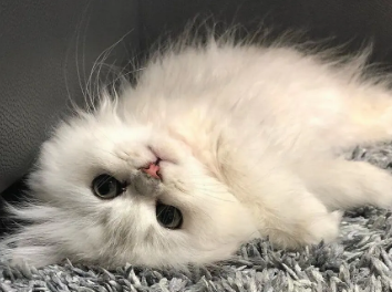 猫咪咬人手是什么意思?猫友可以瞧瞧~ 猫咪咬人手是什么意思?猫友可以瞧瞧~