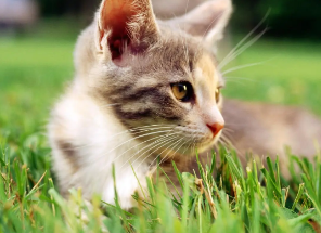 猫一直拉稀怎么回事?想养的人来看看吧 猫一直拉稀怎么回事?想养的人来看看吧