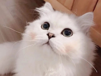 猫为什么喜欢和人睡在一起?想养的看过来 猫为什么喜欢和人睡在一起?想养的看过来