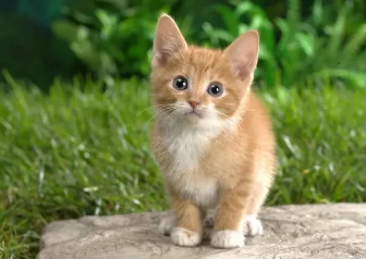 猫为什么喜欢和人睡在一起?想养的看过来 猫为什么喜欢和人睡在一起?想养的看过来