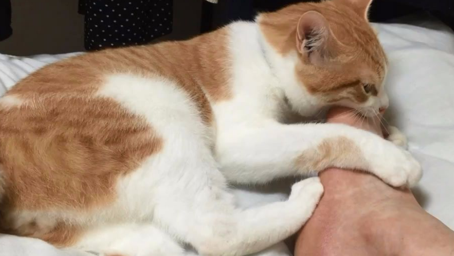 来说说猫咪咬脚是为什么吧! 来说说猫咪咬脚是为什么吧!