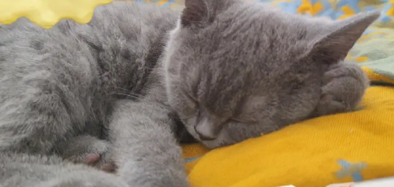 猫为什么总睡觉？主人要多观察