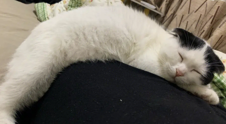 猫为什么总睡觉？主人要多观察