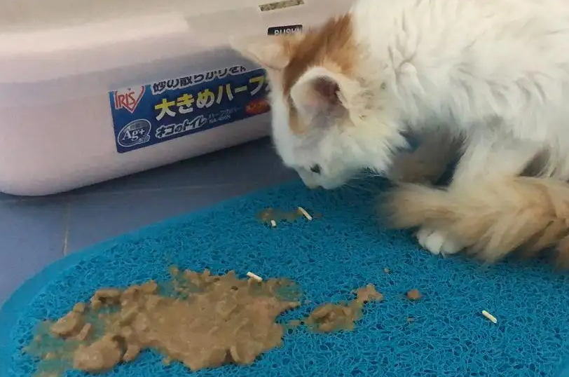 猫吃东西就吐怎么回事?主人一定要重视 猫吃东西就吐怎么回事?主人一定要重视
