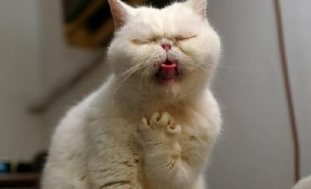 猫吃东西就吐怎么回事?主人一定要重视 猫吃东西就吐怎么回事?主人一定要重视