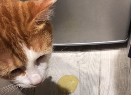 猫吐黄水拉稀怎么回事?可能是这4个原因 猫吐黄水拉稀怎么回事?可能是这4个原因