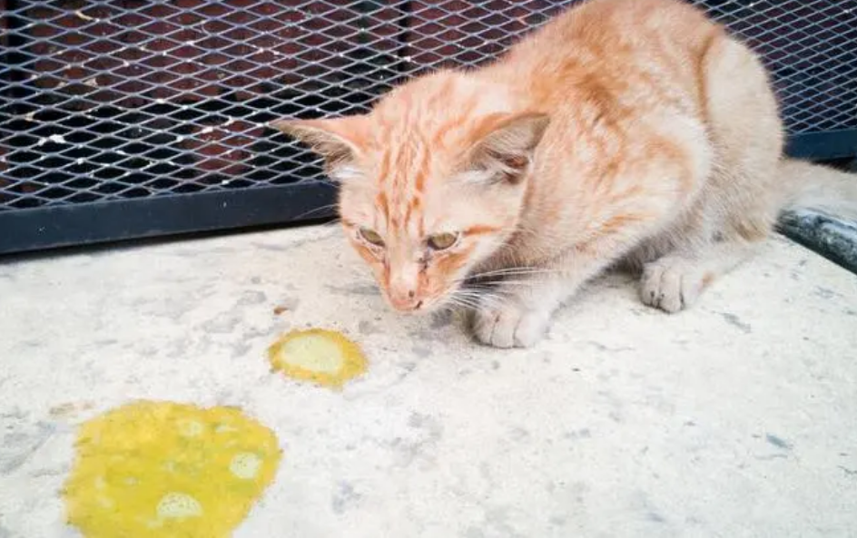 猫吐黄水拉稀怎么回事?可能是这4个原因 猫吐黄水拉稀怎么回事?可能是这4个原因