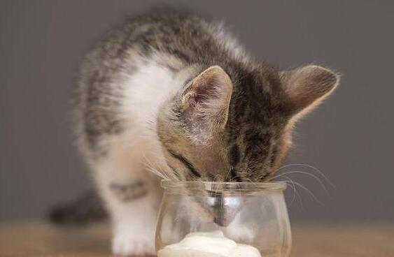 猫咪酸奶一天喝多少合适？不知道的来看看
