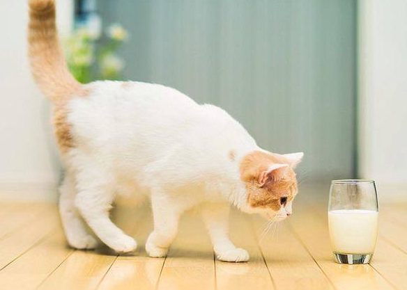 猫咪酸奶一天喝多少合适？不知道的来看看