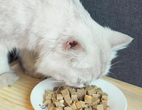 四个月的猫一天吃多少克猫粮？一问替你解答