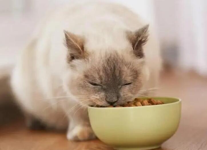 四个月的猫一天吃多少克猫粮？一问替你解答