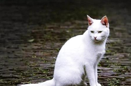 纯白色的田园猫多见吗？一起了解一下