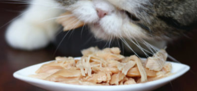猫可以吃鸡胸肉吗？注意事项有哪些？