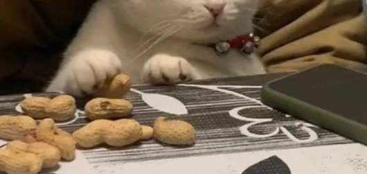 猫可以吃花生米么？了解一下吧