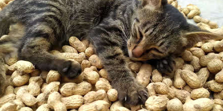 猫可以吃花生米么？了解一下吧