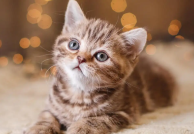 一文给你讲，猫耳螨会不会掉在床上呢？