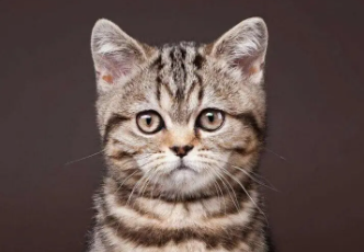 一文给你讲，猫耳螨会不会掉在床上呢？