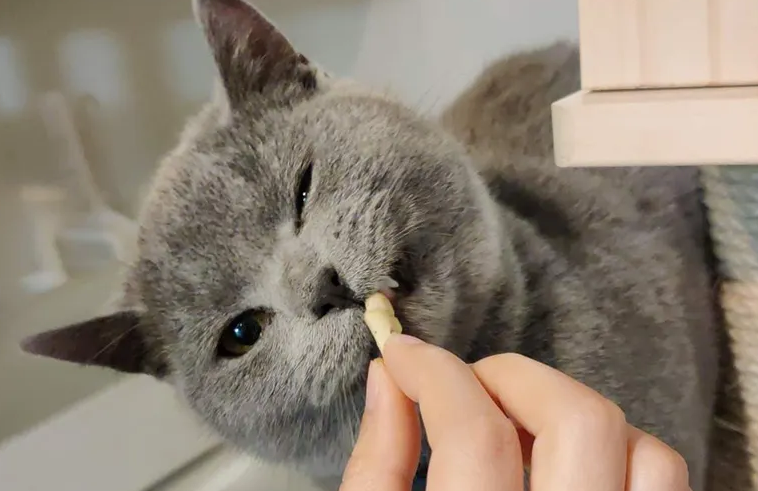 猫咪上门喂养安全吗？一定要知道