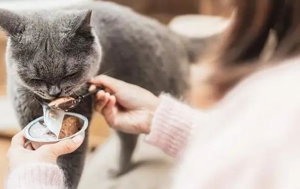 猫咪上门喂养安全吗？一定要知道