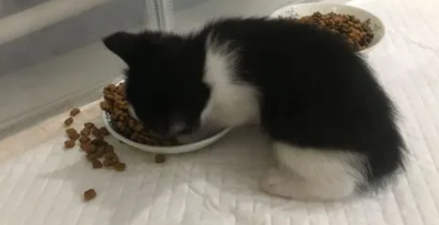 2个月猫吃多少粒猫粮?铲屎官一定要知道 2个月猫吃多少粒猫粮?铲屎官一定要知道