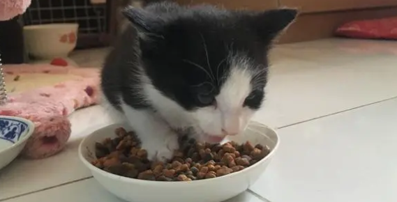 2个月猫吃多少粒猫粮?铲屎官一定要知道 2个月猫吃多少粒猫粮?铲屎官一定要知道