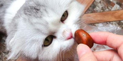 猫能吃栗子吗？答案是不能！