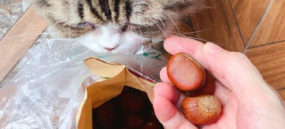 猫能吃栗子吗？答案是不能！