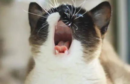 猫老是叫个不停怎么办？主人来看看吧