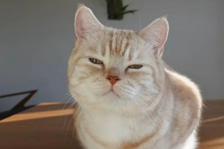 猫老是叫个不停怎么办？主人来看看吧