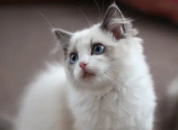 养宠小知识：猫为什么经常喜欢抓树？