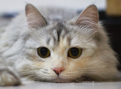 养宠小知识：猫为什么经常喜欢抓树？
