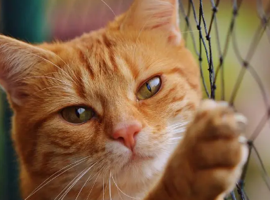 猫为什么爬树爬得那么快？看这篇文章