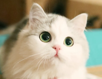 猫为什么爬树爬得那么快？看这篇文章