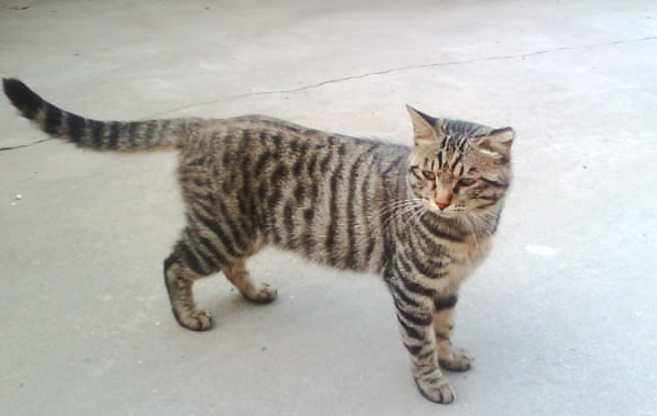 土猫为什么那么难养?原因有三点 土猫为什么那么难养?原因有三点