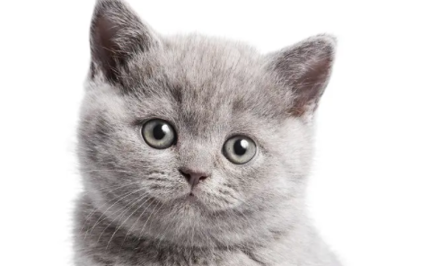 宠主给你说,玩猫蛋蛋猫是什么感觉? 宠主给你说,玩猫蛋蛋猫是什么感觉?